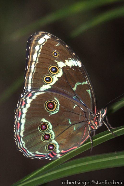 butterfly eyes